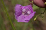 San Antonio false foxglove